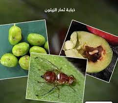 ذبابة ثمار الزيتون